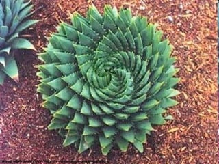 Rasgos que sobresalen de la problemática anterior:  Solución a necesidades primarias. Aprovechamiento máximo de los recursos. Tecnología empírica y/o improvisada. Carácter efímero y perecedero. Situación insalubre y de hacinamiento. Objeto y situación de vida marginal. 