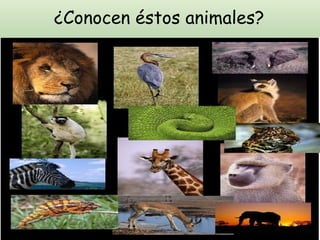 ¿Conocen éstos animales? 