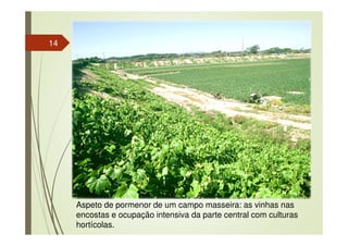 14
Aspeto de pormenor de um campo masseira: as vinhas nas
encostas e ocupação intensiva da parte central com culturas
hortícolas.
 