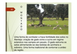 20
O
M
O
N
T
A
D
O
Uma forma de combater a fraca fertilidade dos solos no
Alentejo: criação de gado ovino e suíno em regime
extensivo nos campos em pousio. O gado estruma os
solos alimentando-se das bolotas de azinheira e
sobreiro. Uma forma tradicional de contornar a aridez
da região.
 