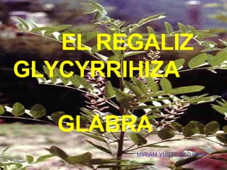 EL REGALIZ GLYCYRRIHIZA  GLABRA   MIRIAM YUSTE SEGARRA 