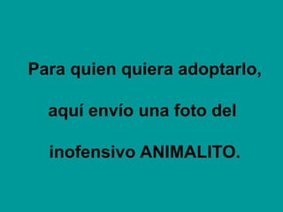 Para quien quiera adoptarlo,
aquí envío una foto del
inofensivo ANIMALITO.

 