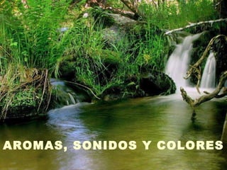 AROMAS, SONIDOS Y COLORES