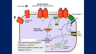 Epidermal Growth Factor use in Diabetic Foot Ulcers | PPTX