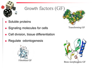 Growth factors (GF)
 Soluble proteins
 Signaling molecules for cells
 Cell division, tissue differentiation
 Regulate odontogenesis
Bone morphogenic GF
Transforming GF
Fibroblast GF
 