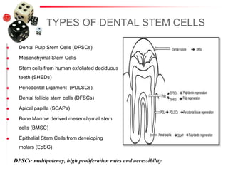TYPES OF DENTAL STEM CELLS
 Dental Pulp Stem Cells (DPSCs)
 Mesenchymal Stem Cells
 Stem cells from human exfoliated deciduous
teeth (SHEDs)
 Periodontal Ligament (PDLSCs)
 Dental follicle stem cells (DFSCs)
 Apical papilla (SCAPs)
 Bone Marrow derived mesenchymal stem
cells (BMSC)
 Epithelial Stem Cells from developing
molars (EpSC)
DPSCs: multipotency, high proliferation rates and accessibility
 
