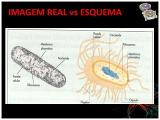 IMAGEM REAL vs ESQUEMA
 