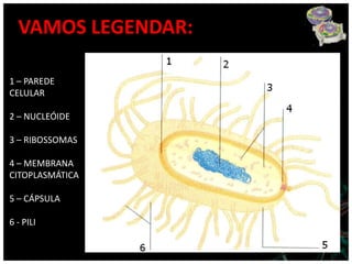 VAMOS LEGENDAR:

1 – PAREDE
CELULAR

2 – NUCLEÓIDE

3 – RIBOSSOMAS

4 – MEMBRANA
CITOPLASMÁTICA

5 – CÁPSULA

6 - PILI
 