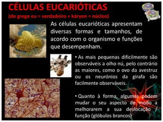 CÉLULAS EUCARIÓTICAS
(do grego eu = verdadeiro + káryon = núcleo)
                  As células eucarióticas apresentam
                  diversas formas e tamanhos, de
                  acordo com o organismo e funções
                  que desempenham.
                             • As mais pequenas dificilmente são
                             observáveis a olho nú, pelo contrário
                             as maiores, como o ovo da avestruz
                             ou os neurónios da girafa são
                             facilmente observáveis.

                             • Quanto à forma, algumas podem
                             mudar o seu aspecto de modo a
                             melhorarem a sua deslocação /
                             função (glóbulos brancos)
 