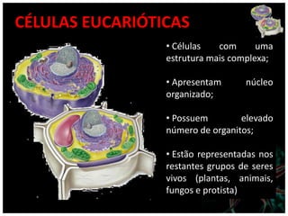 CÉLULAS EUCARIÓTICAS
                 • Células   com      uma
                 estrutura mais complexa;

                 • Apresentam      núcleo
                 organizado;

                 • Possuem        elevado
                 número de organitos;

                 • Estão representadas nos
                 restantes grupos de seres
                 vivos (plantas, animais,
                 fungos e protista)
 