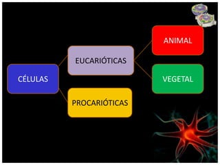 ANIMAL

          EUCARIÓTICAS

CÉLULAS                   VEGETAL

          PROCARIÓTICAS
 