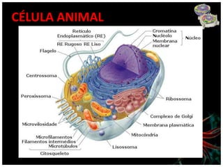 CÉLULA ANIMAL
 