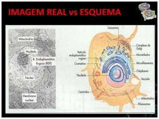 IMAGEM REAL vs ESQUEMA
 