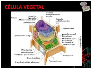 CÉLULA VEGETAL
 