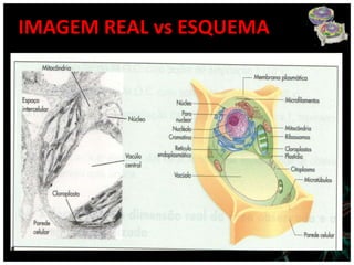 IMAGEM REAL vs ESQUEMA
 