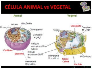 CÉLULA ANIMAL vs VEGETAL
 