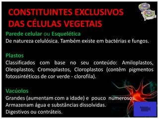 CONSTITUINTES EXCLUSIVOS
 DAS CÉLULAS VEGETAIS
Parede celular ou Esquelética
De natureza celulósica. Também existe em bactérias e fungos.

Plastos
Classificados com base no seu conteúdo: Amiloplastos,
Oleoplastos, Cromoplastos, Cloroplastos (contêm pigmentos
fotossintéticos de cor verde - clorofila).

Vacúolos
Grandes (aumentam com a idade) e pouco numerosos.
Armazenam água e substâncias dissolvidas.
Digestivos ou contráteis.
 