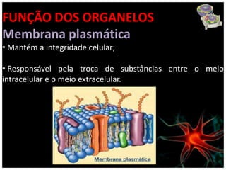 FUNÇÃO DOS ORGANELOS
Membrana plasmática
• Mantém a integridade celular;

• Responsável pela troca de substâncias entre o meio
intracelular e o meio extracelular.
 