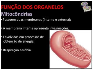 FUNÇÃO DOS ORGANELOS
Mitocôndrias
• Possuem duas membranas (interna e externa);

• A membrana interna apresenta invaginações;

• Envolvidas em processos de
  obtenção de energia;

• Respiração aeróbia.
 