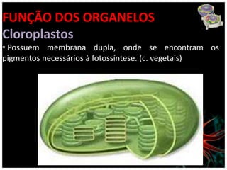 FUNÇÃO DOS ORGANELOS
Cloroplastos
• Possuem membrana dupla, onde se encontram os
pigmentos necessários à fotossíntese. (c. vegetais)
 