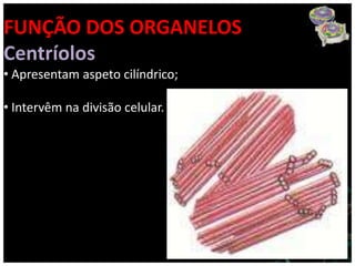 FUNÇÃO DOS ORGANELOS
Centríolos
• Apresentam aspeto cilíndrico;

• Intervêm na divisão celular.
 
