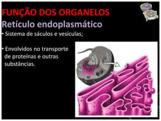 FUNÇÃO DOS ORGANELOS
Retículo endoplasmático
• Sistema de sáculos e vesículas;

• Envolvidos no transporte
 de proteínas e outras
 substâncias.
 