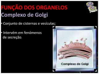 FUNÇÃO DOS ORGANELOS
Complexo de Golgi
• Conjunto de cisternas e vesículas;

• Intervém em fenómenos
 de secreção.
 