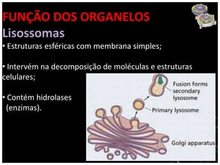 FUNÇÃO DOS ORGANELOS
Lisossomas
• Estruturas esféricas com membrana simples;

• Intervém na decomposição de moléculas e estruturas
celulares;

• Contém hidrolases
 (enzimas).
 