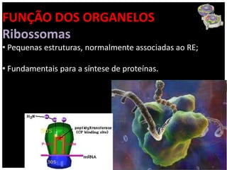 FUNÇÃO DOS ORGANELOS
Ribossomas
• Pequenas estruturas, normalmente associadas ao RE;

• Fundamentais para a síntese de proteínas.
 