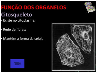 FUNÇÃO DOS ORGANELOS
Citosqueleto
• Existe no citoplasma;

• Rede de fibras;

• Mantém a forma da célula.
 