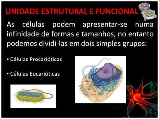 UNIDADE ESTRUTURAL E FUNCIONAL
As células podem apresentar-se numa
infinidade de formas e tamanhos, no entanto
podemos dividi-las em dois simples grupos:
• Células Procarióticas

• Células Eucarióticas
 