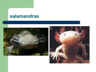 salamandras
 