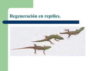 Regeneración en reptiles.
 