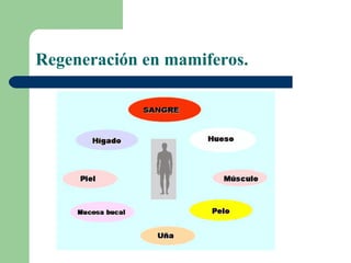 Regeneración en mamiferos.
 