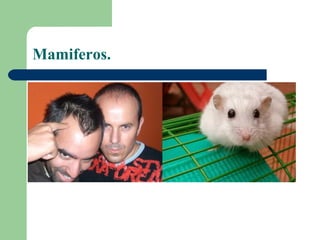 Mamiferos.
 