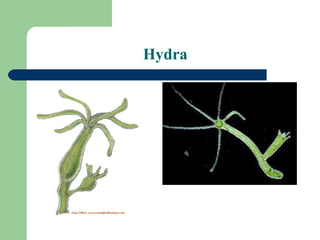 Hydra
 