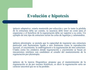 Evolución e hipotesís

ipótesis adaptativa: estaría mantenida por selección y por lo tanto la pérdida
de la estructura debe ser común, su ausencia debe tener un costo para el
organismo y el beneficio de la regeneración debe ser superior a su costo. Un
ejemplo de este tipo de estructura serían las colas de lagartijas y salamandras.


ipótesis pleiotropía: se postula que la capacidad de regenerar una estructura
particular está fuertemente ligada a otro fenómeno como la reproducción
asexual, el crecimiento, la embriogénesis o la regeneración de otra estructura.
Clados como los cnidarios donde regeneración y crecimiento se basan en
mecanismos similares son candidatos al estudio del mantenimiento de la
regeneración por pleiotropía.


ipótesis de la inercia filogenética: propone que el mantenimiento de la
regeneración se da por razones históricas, es decir la regeneración sería un
carácter ancestral que no se ha perdido.
 