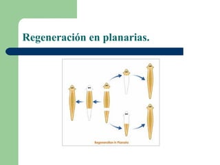 Regeneración en planarias.
 