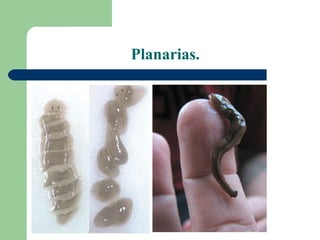 Planarias.
 