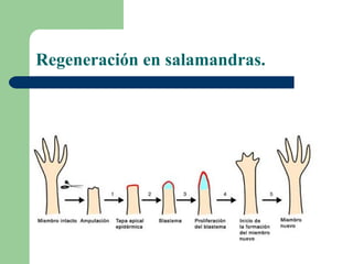 Regeneración en salamandras.
 