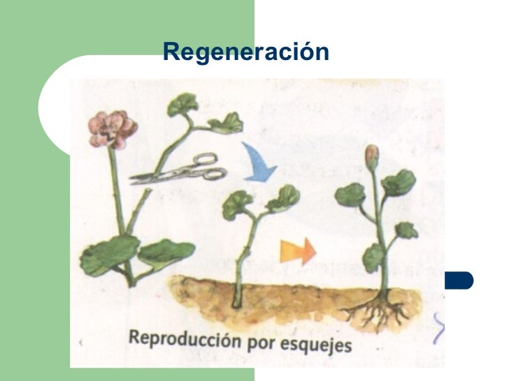 Hierbas que Impulsan la Regeneración Celular: Un Renacimiento Natural para tu Cuerpo Hierbas que Impulsan la Regeneración Celular: Un Renacimiento Natural para tu Cuerpo