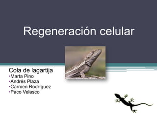 Regeneración celular


Cola de lagartija
•Marta Pino
•Andrés Plaza
•Carmen Rodríguez
•Paco Velasco
 