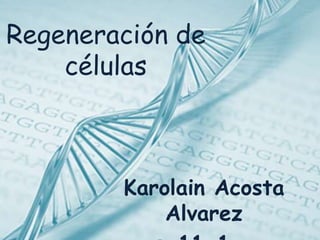 Regeneración de
células
Karolain Acosta
Alvarez
 