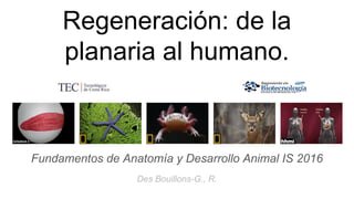 Regeneración: de la
planaria al humano.
Fundamentos de Anatomía y Desarrollo Animal IS 2016
Des Bouillons-G., R.
 