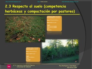 2.3 Respecto al suelo (competencia herbáceas y compactación por pastoreo) Paco Rodríguez y Jose Reque  SELVICULTURA 