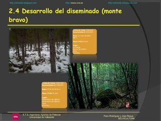 2.4 Desarrollo del diseminado (monte bravo) Paco Rodríguez y Jose Reque  SELVICULTURA 