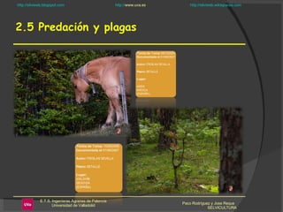2.5 Predación y plagas Paco Rodríguez y Jose Reque  SELVICULTURA 