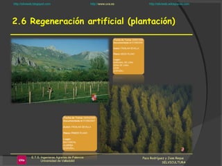 2.6 Regeneración artificial (plantación) Paco Rodríguez y Jose Reque  SELVICULTURA 