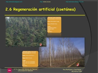 2.6 Regeneración artificial (coetánea) Paco Rodríguez y Jose Reque  SELVICULTURA 