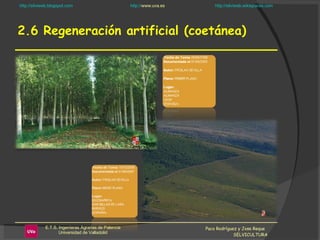 2.6 Regeneración artificial (coetánea) Paco Rodríguez y Jose Reque  SELVICULTURA 